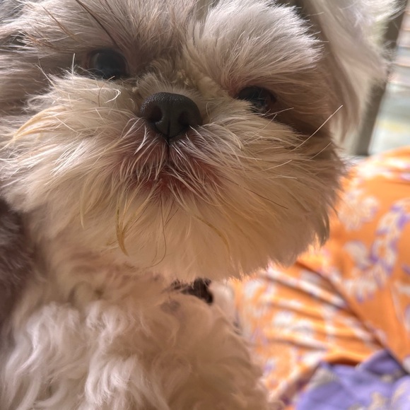 Meet your Posher, Dawn (& Marlie)💕🌷 - Picture 5 of 9